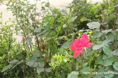 ׎(zhun)I(y)